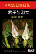 4月28日生日花-君子与淑女