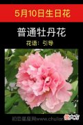 5月10日生日花-普通牡丹花