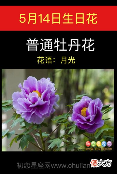 5月14日生日花-普通牡丹花