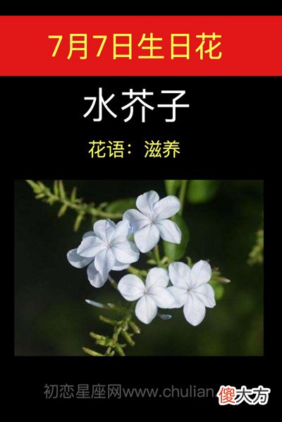 7月7日生日花-水芥子