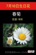 7月18日生日花-春菊