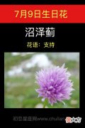 7月9日生日花-沼泽蓟