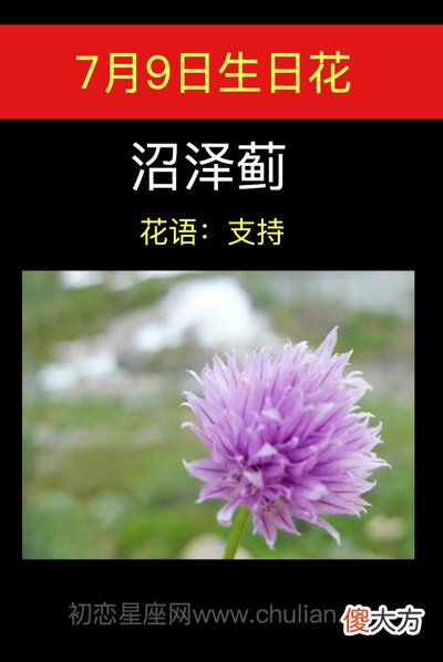 7月9日生日花-沼泽蓟