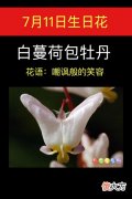 7月11日生日花-白蔓荷包牡丹