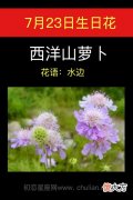 7月23日生日花-西洋山萝卜