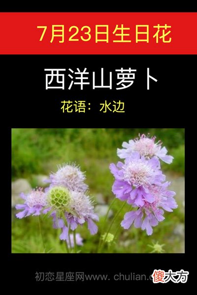 7月23日生日花-西洋山萝卜