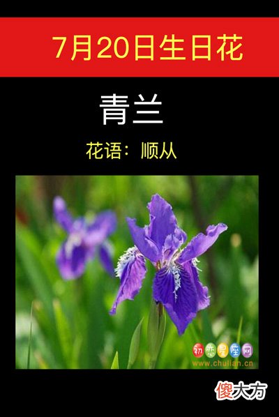 7月20日生日花-青兰