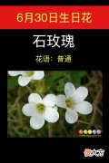 6月30日生日花-石玫瑰