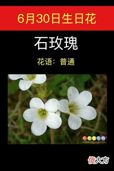 6月30日生日花-石玫瑰