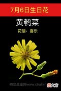 7月6日生日花-黄鹌菜