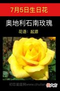 7月5日生日花-奥地利石南玫瑰