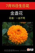 7月15日生日花-金盏花