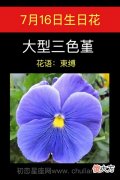 7月16日生日花-大型三色蓳
