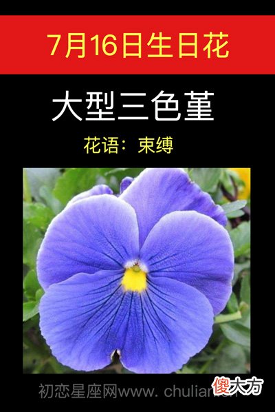 7月16日生日花-大型三色蓳