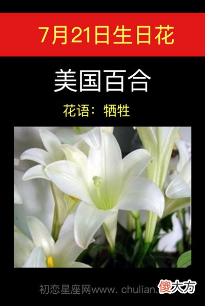 7月21日生日花-美国百合