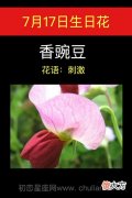 7月17日生日花-香豌豆