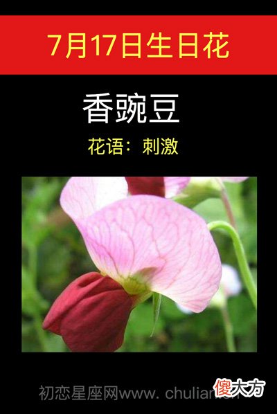 7月17日生日花-香豌豆