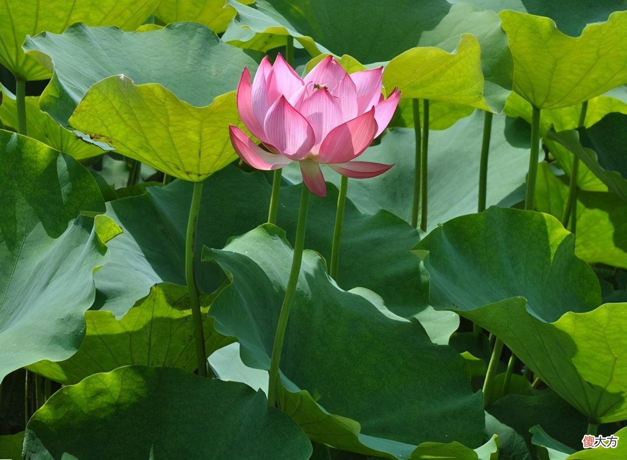 孩子写作文语言苍白?家长注意这三个点,轻松提高他的观察能力
