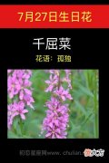 7月27日生日花-千屈菜