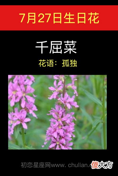 7月27日生日花-千屈菜