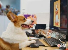 【游戏迷】《动物派对》开发日志04公开！游戏推荐PC配置公布