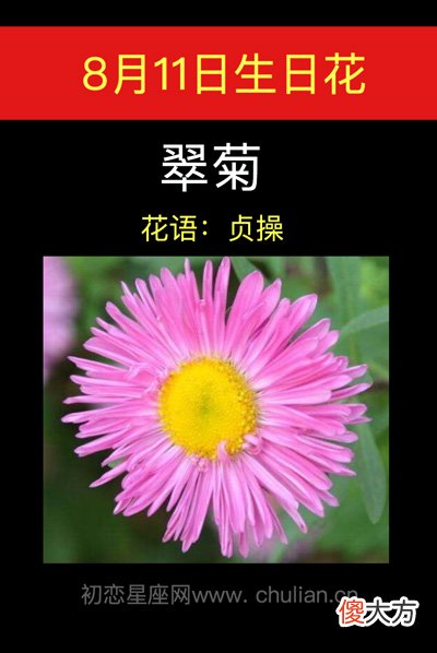 8月11日生日花-翠菊