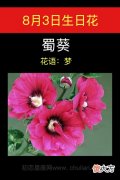 8月3日生日花-蜀葵