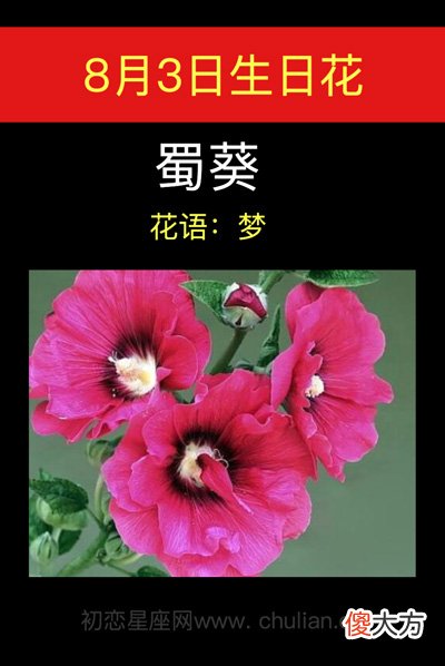 8月3日生日花-蜀葵