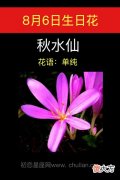 8月6日生日花-秋水仙