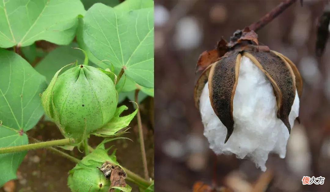 【爱历史】棉花是一种重要的经济作物，说一说我国古代种植利用棉花的历史