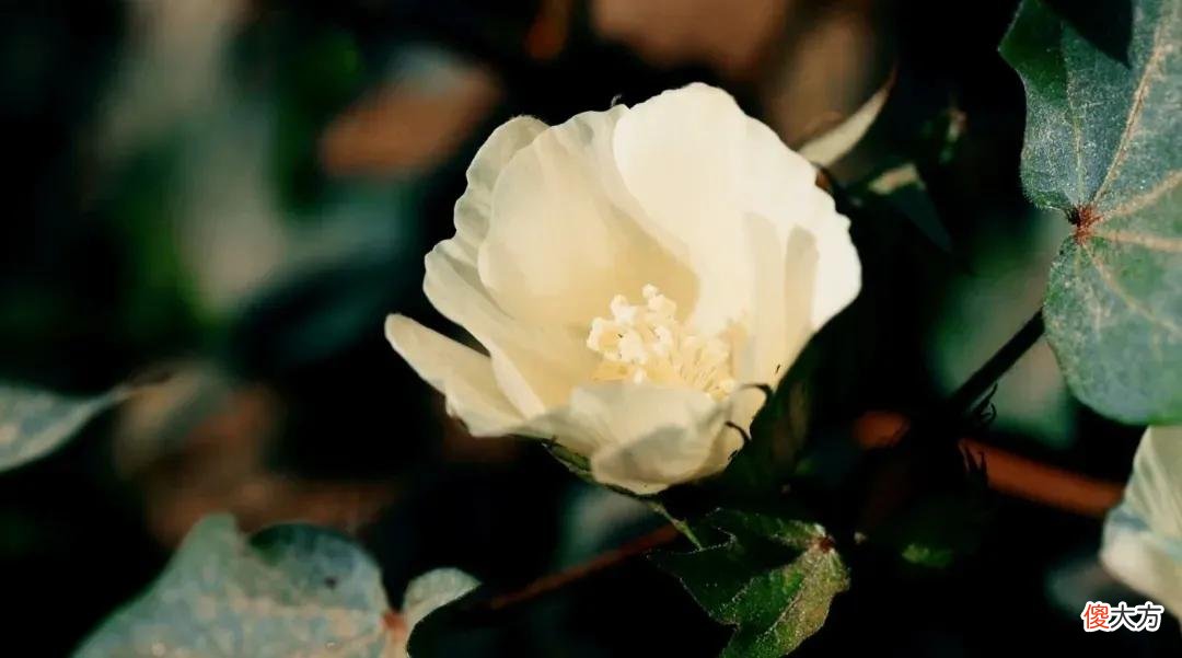 【爱历史】棉花是一种重要的经济作物，说一说我国古代种植利用棉花的历史