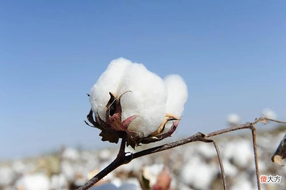 【爱历史】棉花是一种重要的经济作物，说一说我国古代种植利用棉花的历史
