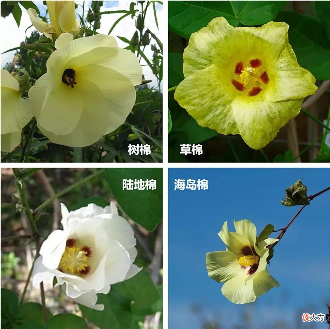 【爱历史】棉花是一种重要的经济作物，说一说我国古代种植利用棉花的历史