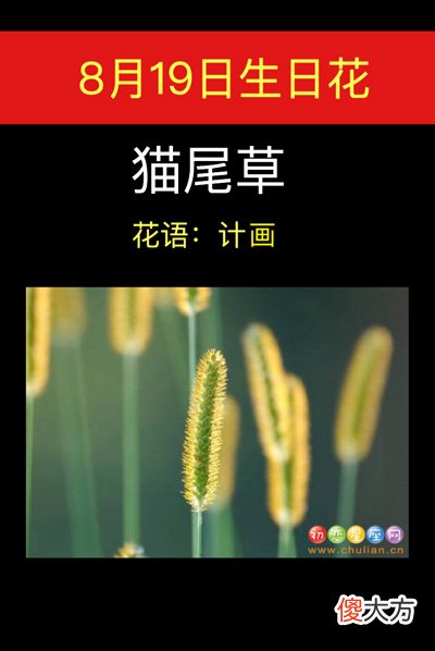 8月19日生日花-猫尾草