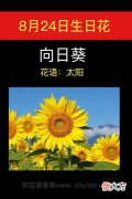 8月24日生日花-向日葵