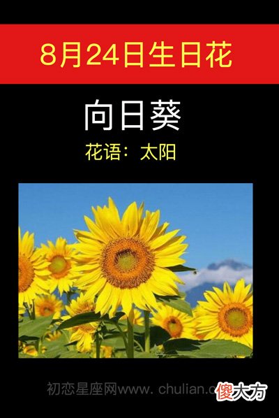 8月24日生日花-向日葵
