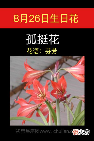 8月26日生日花-孤挺花
