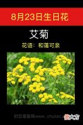 8月23日生日花-艾菊