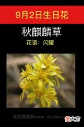 9月2日生日花-秋麒麟草