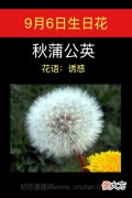 9月6日生日花-秋蒲公英