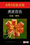 8月2日生日花-虎皮百合