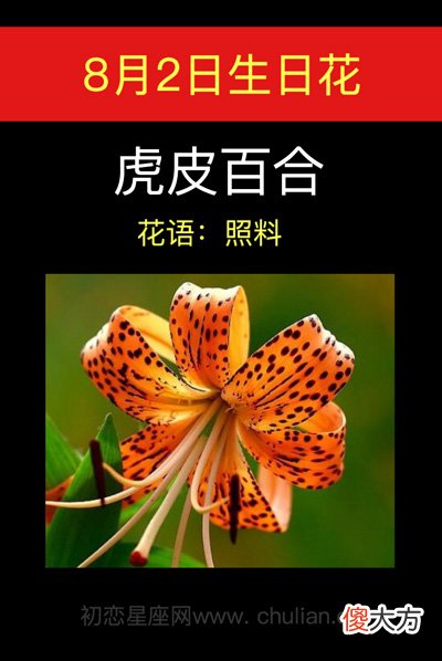 8月2日生日花-虎皮百合