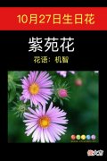 10月27日生日花-紫苑花
