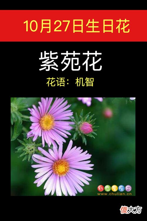 10月27日生日花-紫苑花