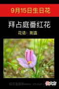 9月15日生日花-拜占庭番红花