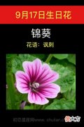 9月17日生日花-锦葵