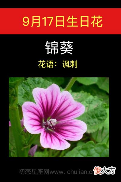 9月17日生日花-锦葵