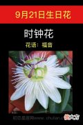 9月21日生日花-时钟花