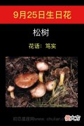 9月25日生日花-松树