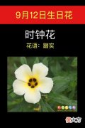 9月12日生日花-时钟花